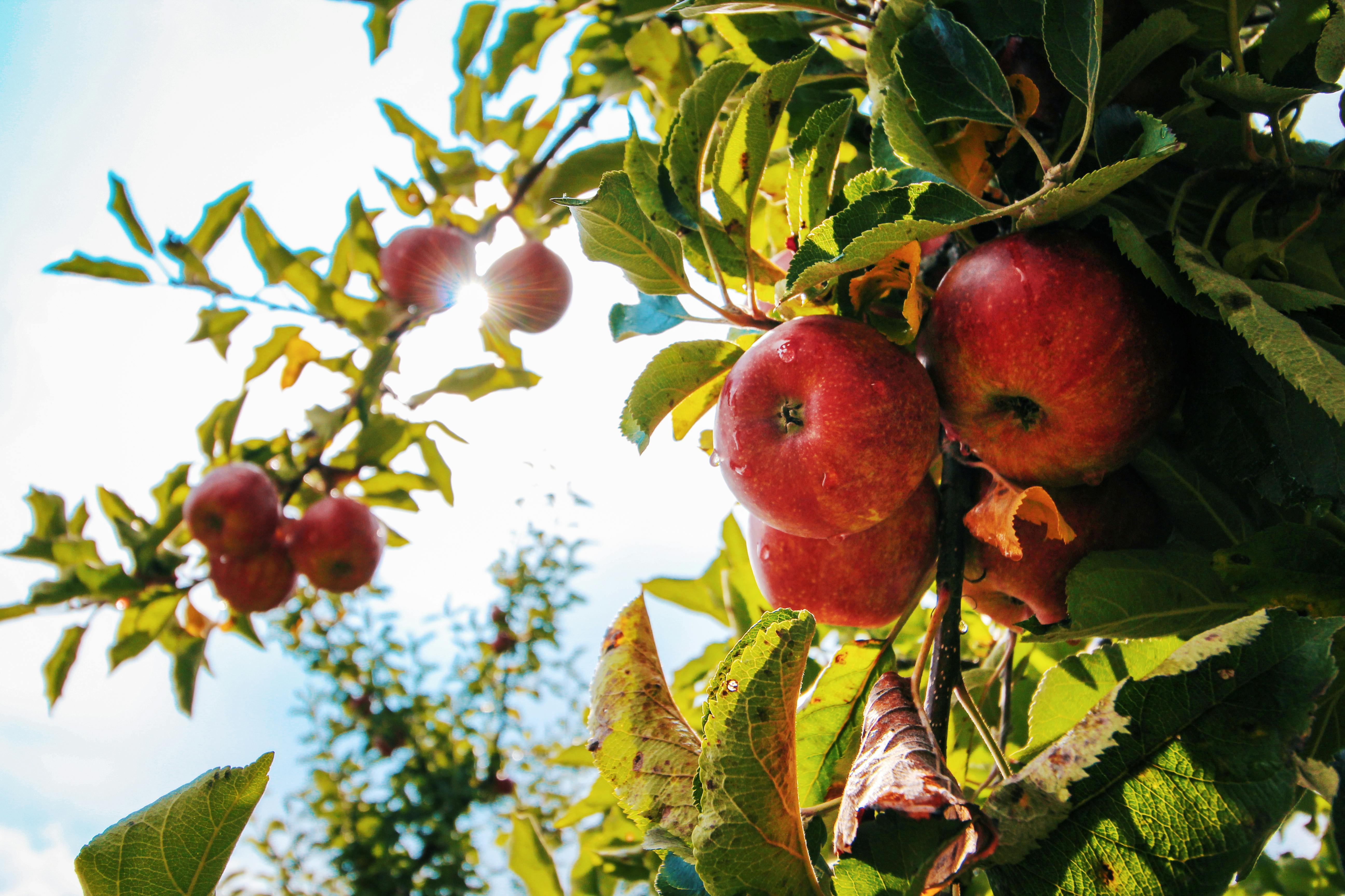 Apples